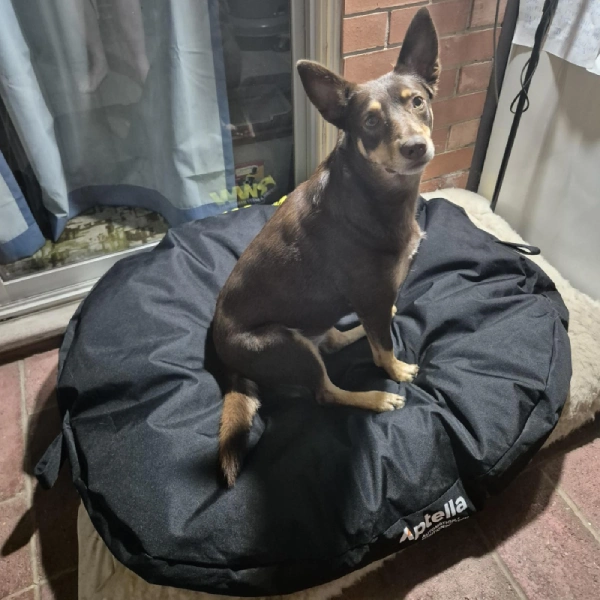 dog bed 16