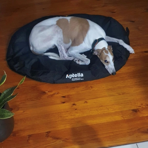 dog bed 5